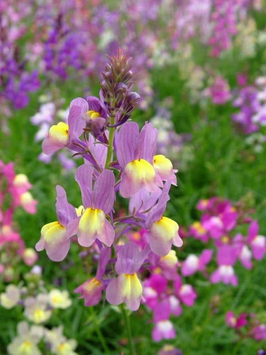 toadflax Fairy Bouquet Group