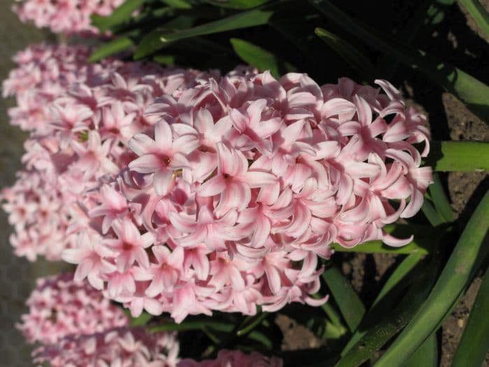 hyacinth 'Dynasty'