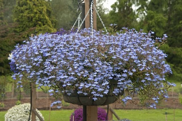 Trailing lobelia [Techno Heat Trailing Light Blue Improved]