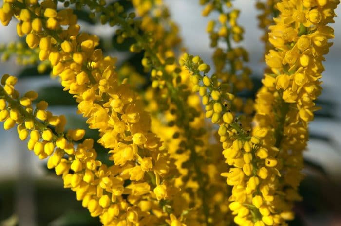 lomaria-leaved mahonia