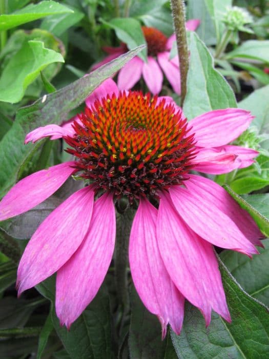 coneflower 'Amazing Dream'