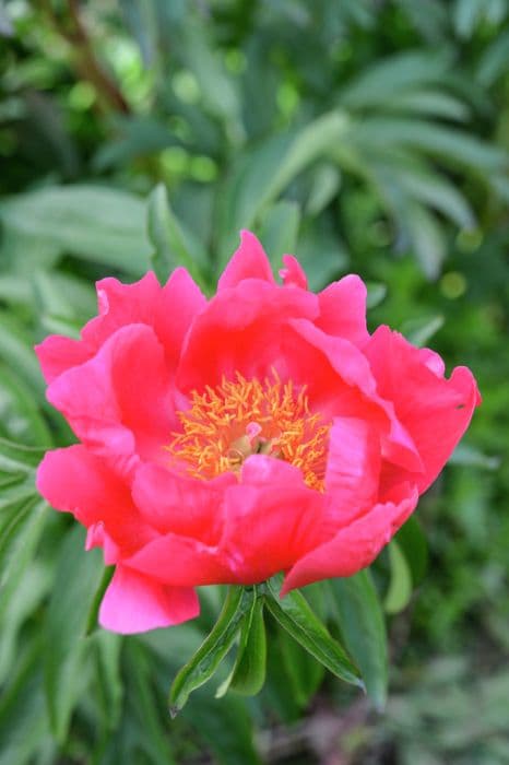 peony 'May Apple'