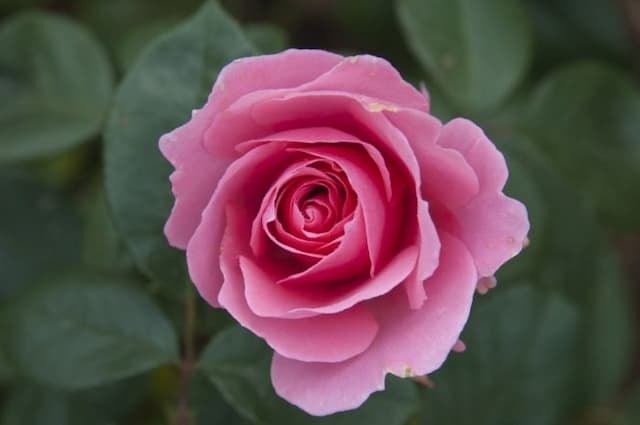 Rose [You're Beautiful]