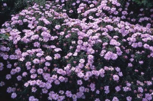 Michaelmas daisy 'Chatterbox'