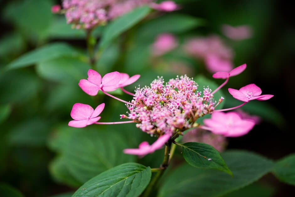 Mountain Hydrangea 'Santiago'