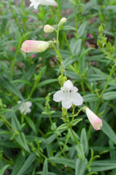 penstemon 'Pensham Louise Wilson'