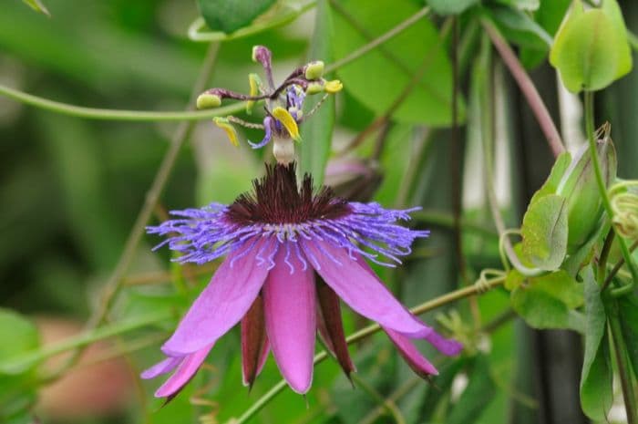 passion flower 'La Morellina'