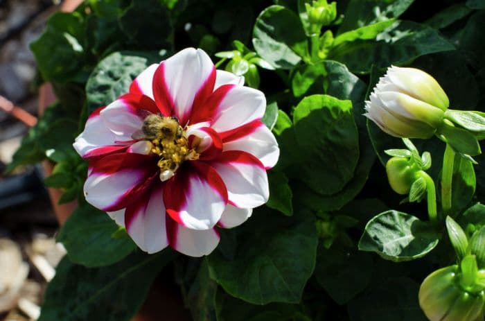 dahlia 'Starsister Crimson Stripes'