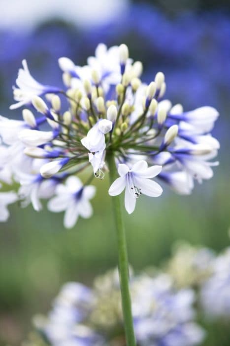 African lily [Twister]