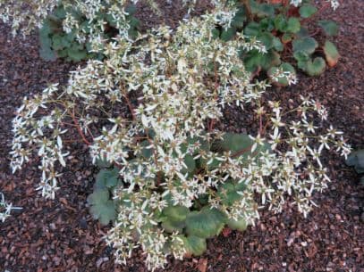 saxifrage 'Angelina Johnson'