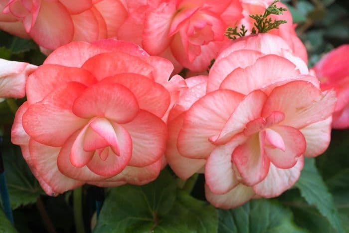 begonia 'Fairy Lights'