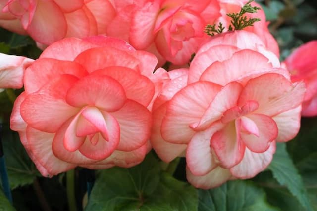 Begonia 'Fairy Lights'