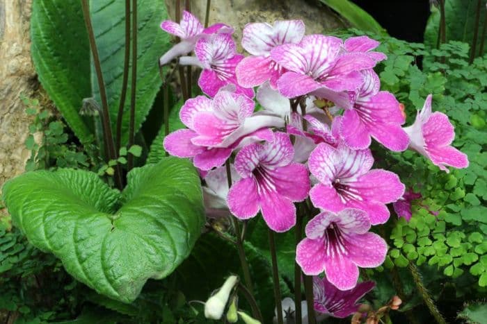 Cape primrose 'Celebration'