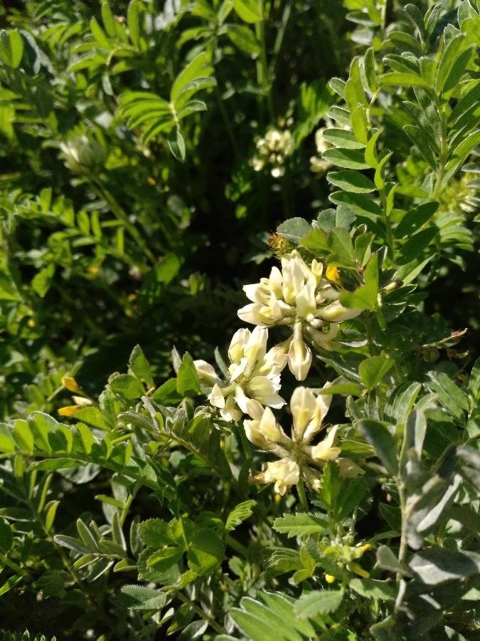 chickpea milk vetch