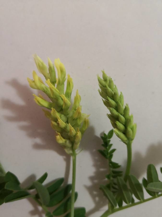 chickpea milk vetch