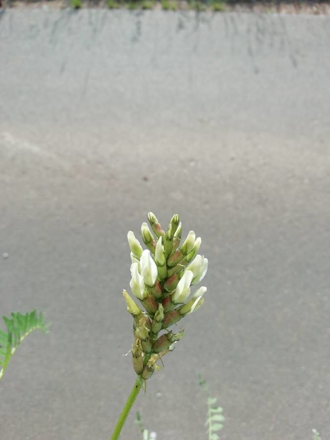 chickpea milk vetch