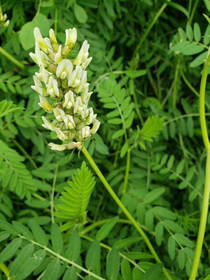 chickpea milk vetch