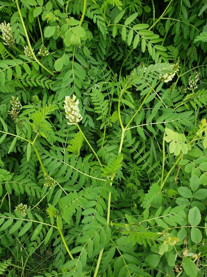 chickpea milk vetch