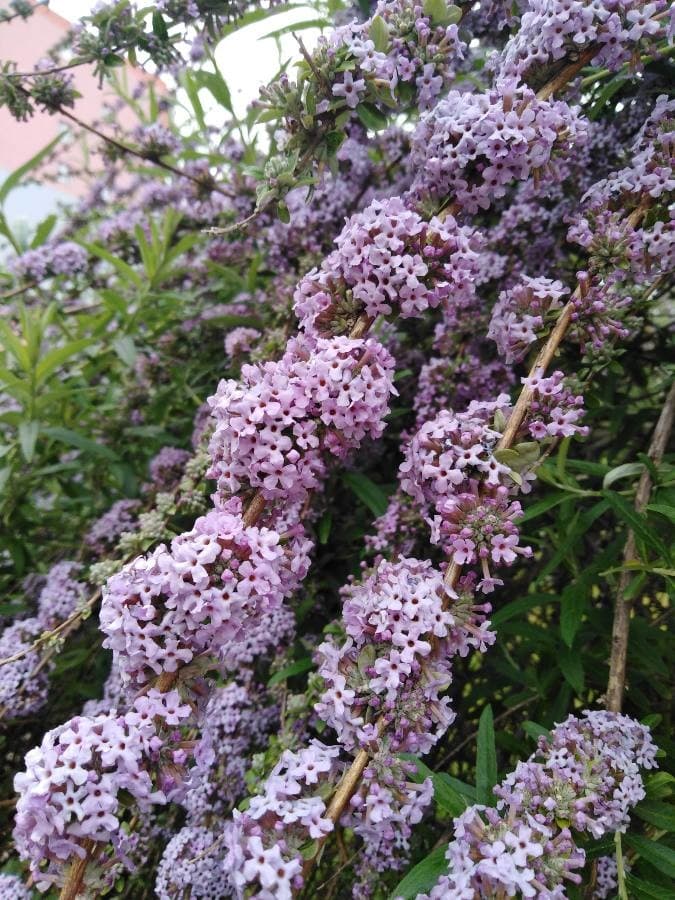 alternate-leaved butterfly bush