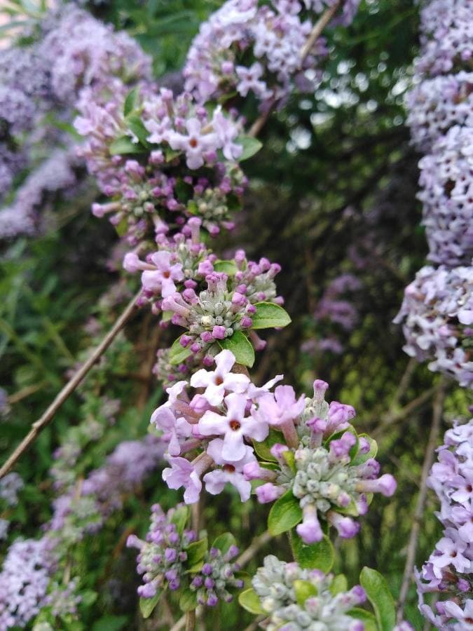 alternate-leaved butterfly bush