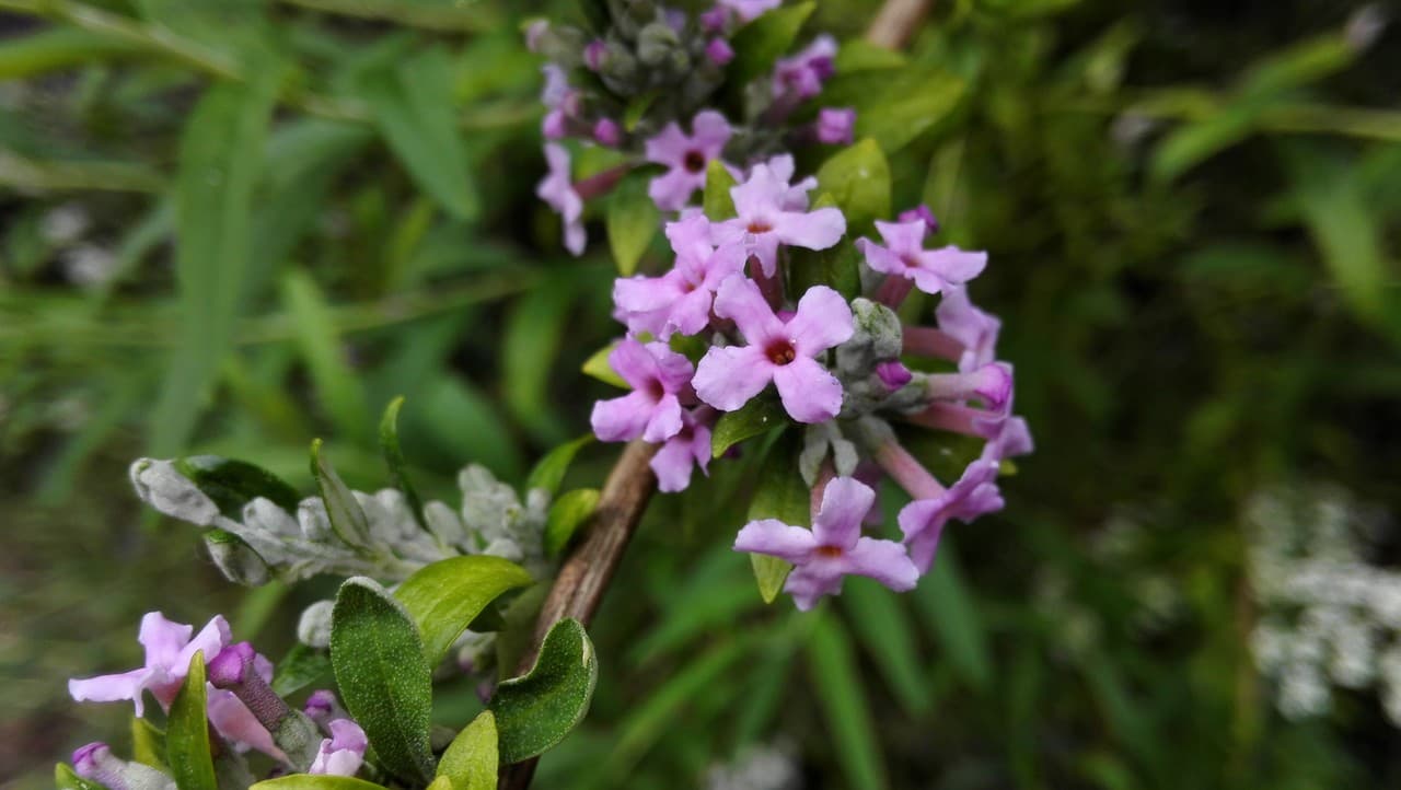 alternate-leaved butterfly bush