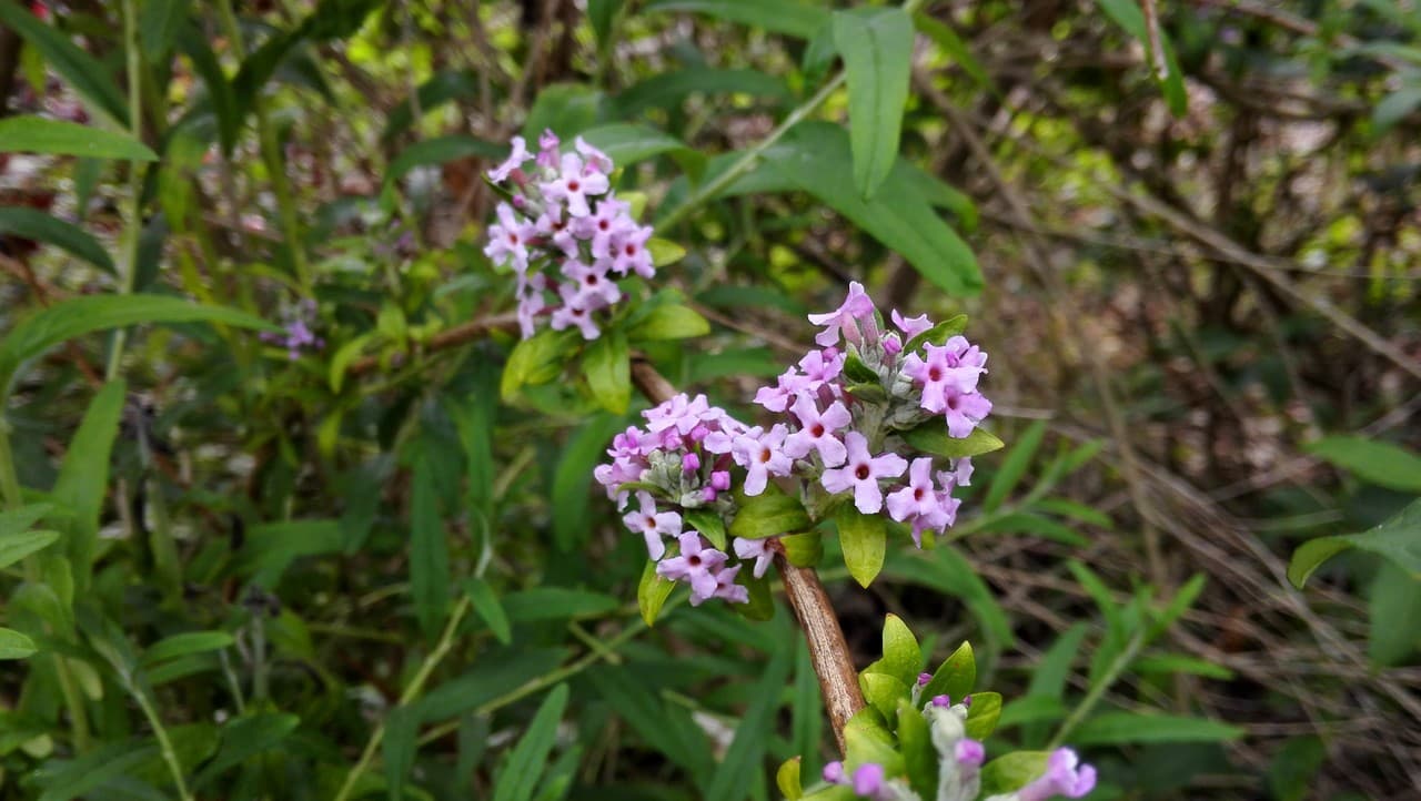 alternate-leaved butterfly bush