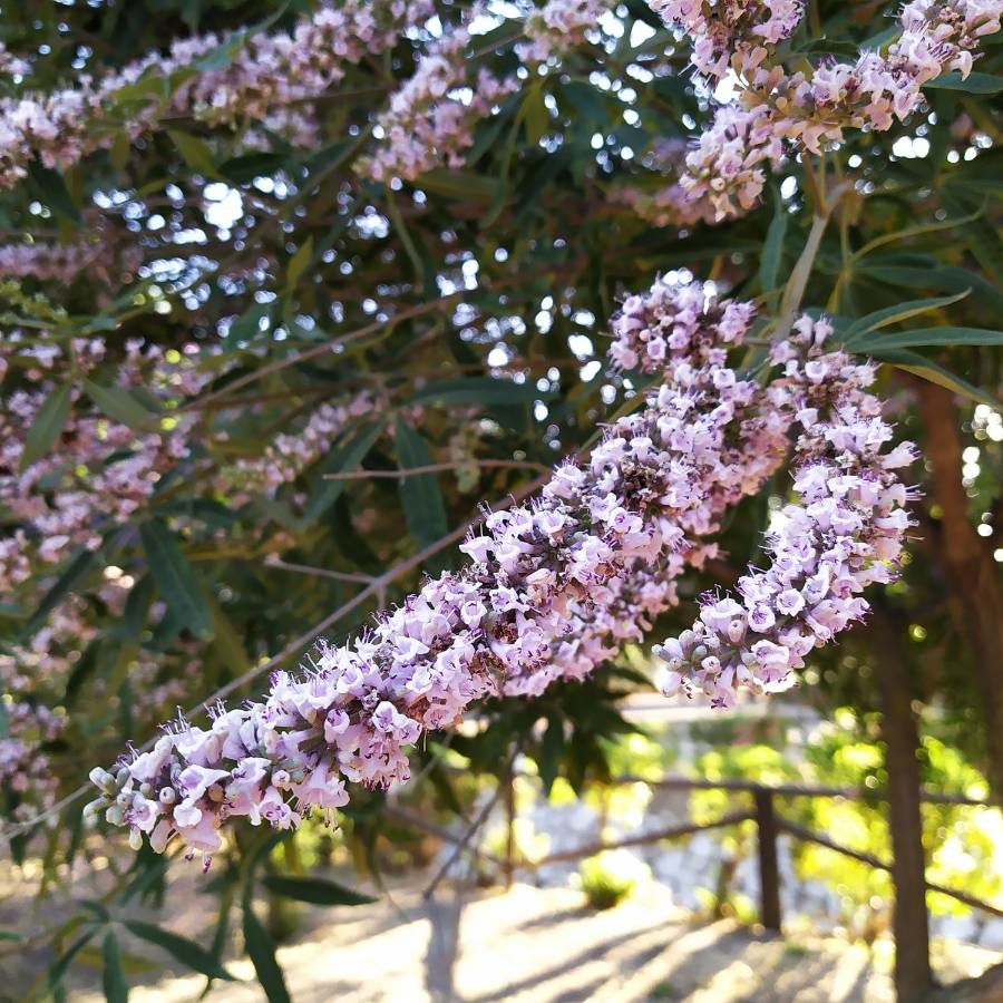 alternate-leaved butterfly bush