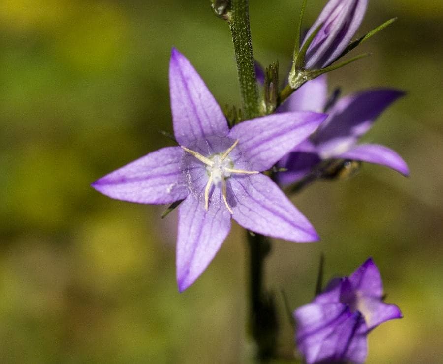 various-coloured bellflower