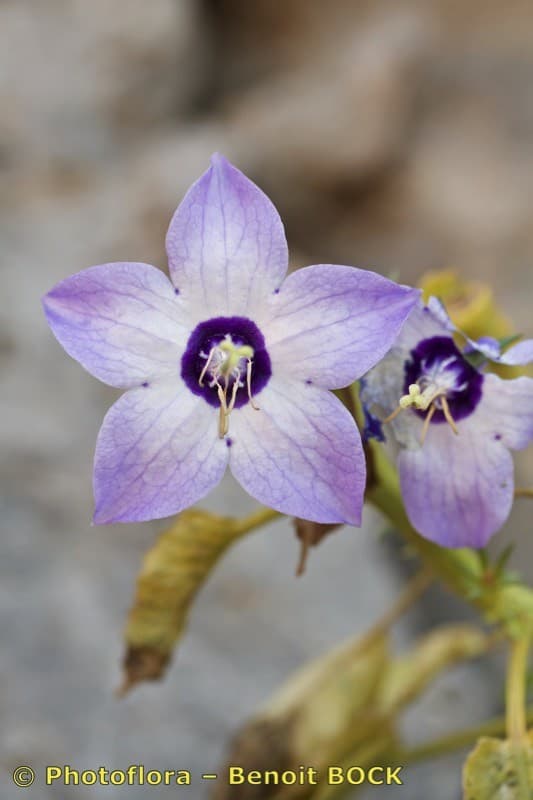 various-coloured bellflower