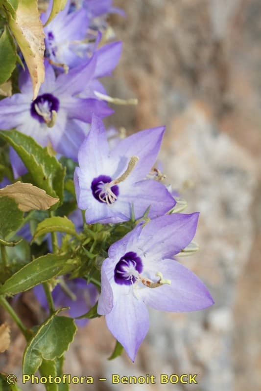 various-coloured bellflower