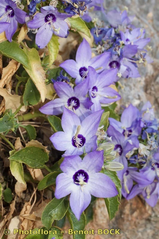 various-coloured bellflower