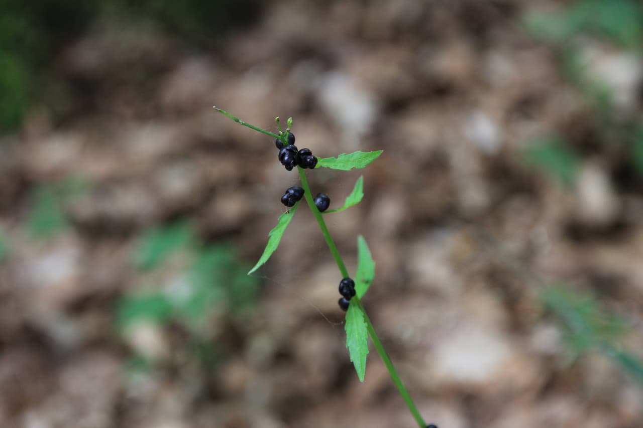 bulb-bearing toothwort