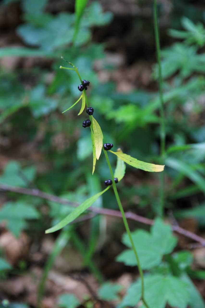 bulb-bearing toothwort