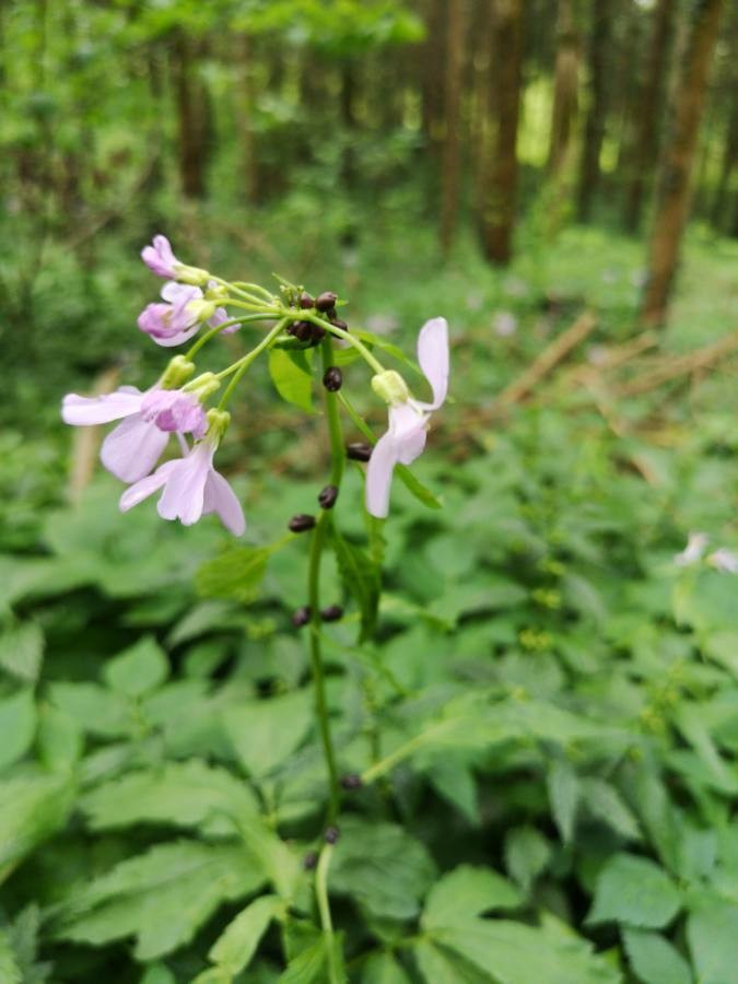 bulb-bearing toothwort