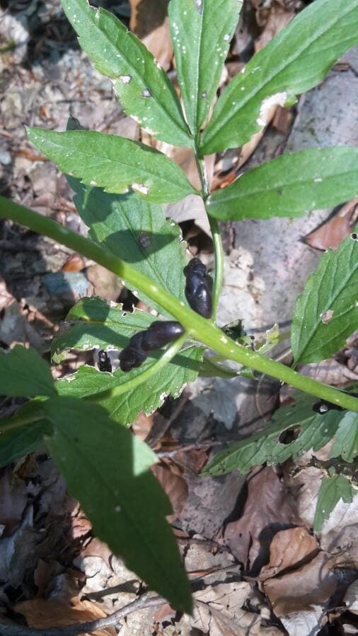 bulb-bearing toothwort