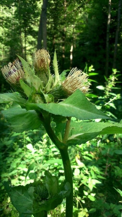 cabbage thistle