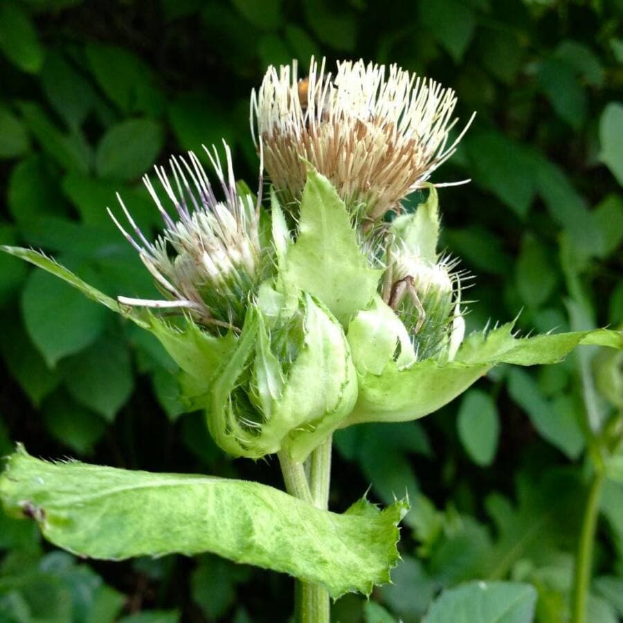 cabbage thistle