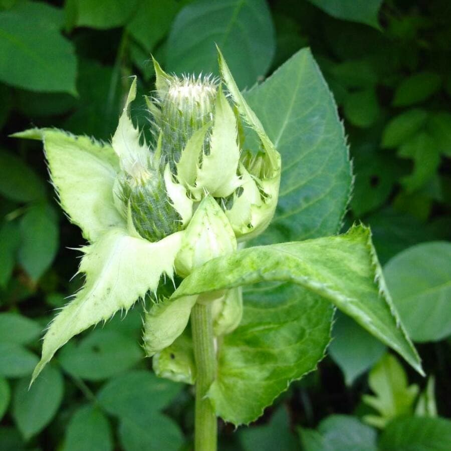 cabbage thistle