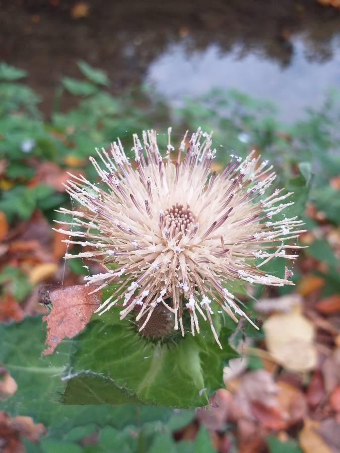 cabbage thistle