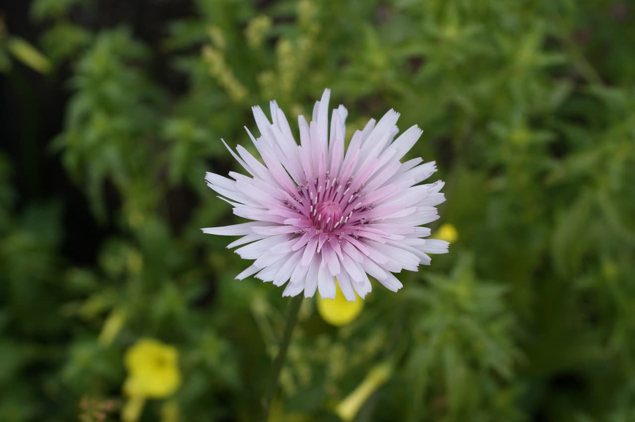 red-flowered hawk's beard
