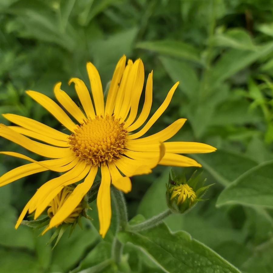 Austrian leopard's bane