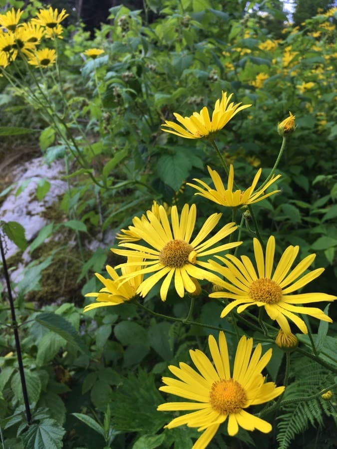 Austrian leopard's bane