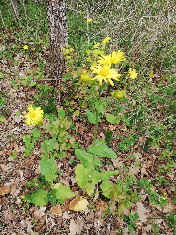 Austrian leopard's bane