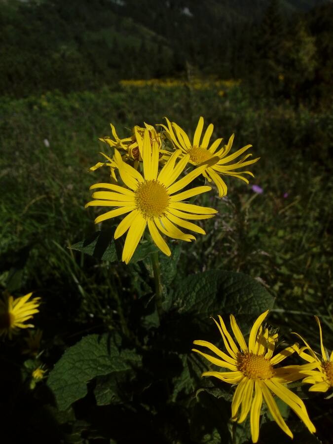 Austrian leopard's bane