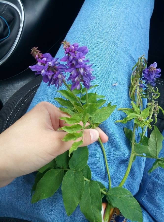 Oriental goat's rue