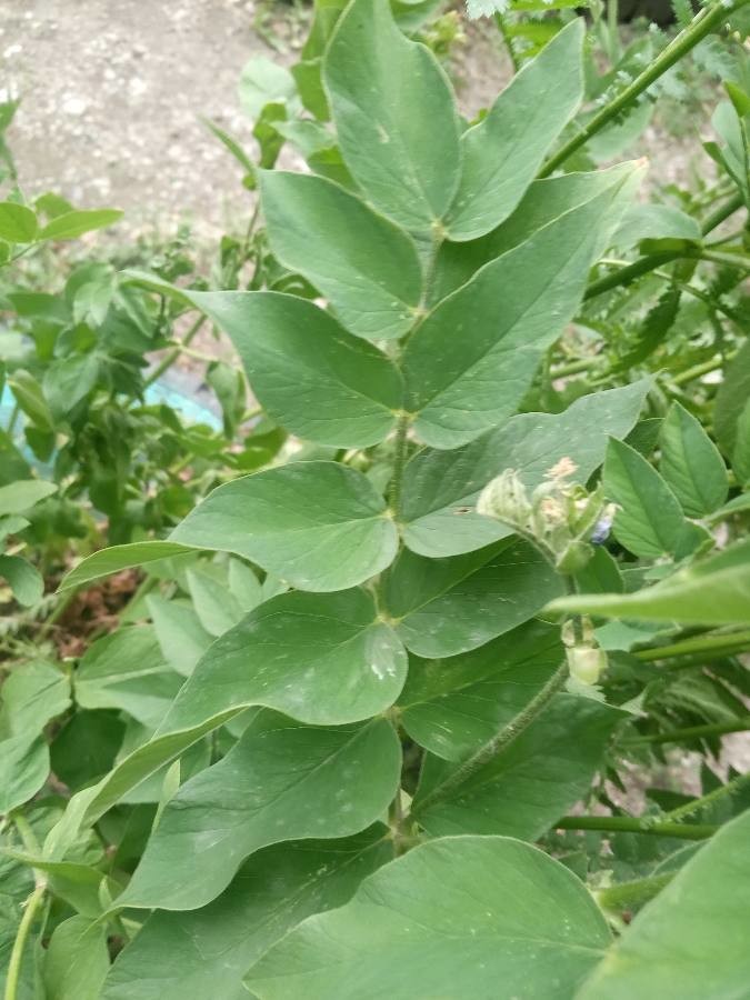 Oriental goat's rue