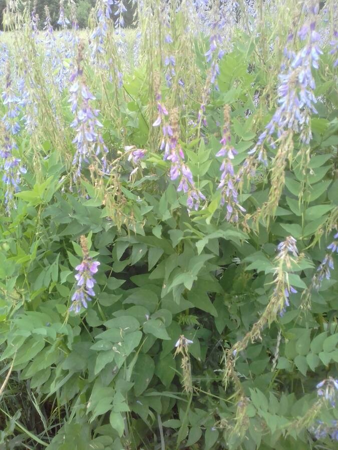 Oriental goat's rue