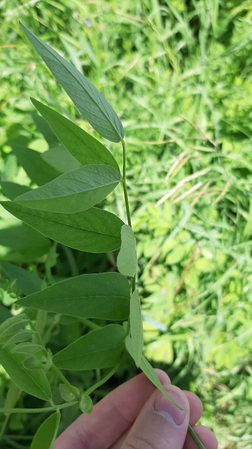 Oriental goat's rue