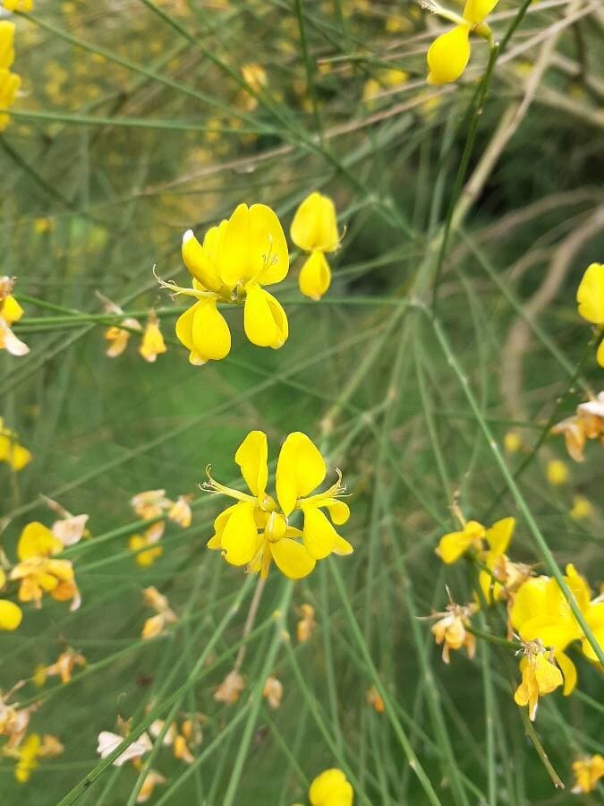 Mount Etna broom