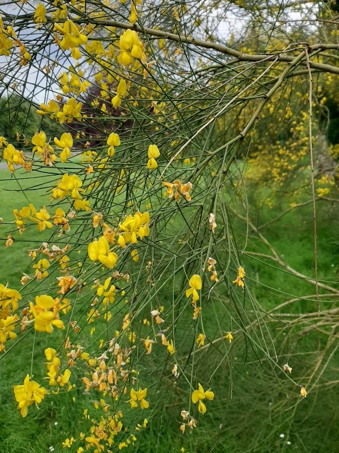 Mount Etna broom